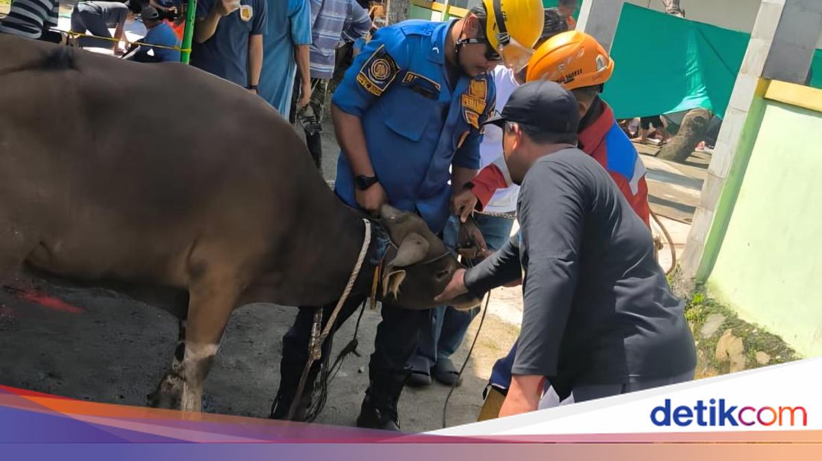 Sapi Kurban di Bogor Kabur Saat Hendak Disembelih, Warga Lapor Damkar
