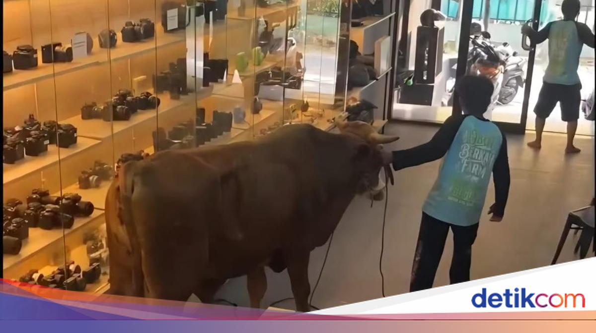 Sapi Kurban Lepas Masuk Toko Kamera di Bogor, Pegawai dan Pembeli Panik