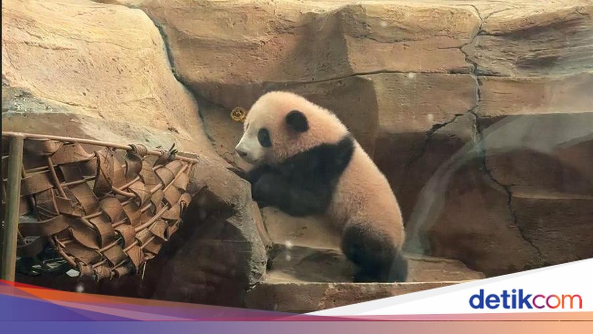 Rio, Bayi Giant Panda yang Bikin Gemas Ini Akhirnya Tampil ke Publik