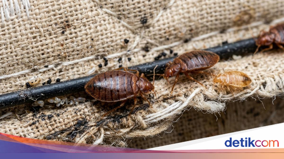 Kutu Kasur Asalnya dari Mana? Ini Penyebab dan Cara Membasminya