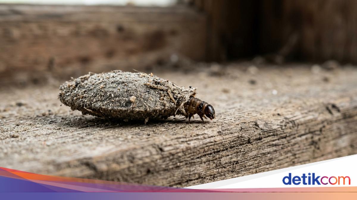 Kamitetep Jadi Apa Saat Dewasa? Ini Penjelasan Asal dan Siklus Hidupnya