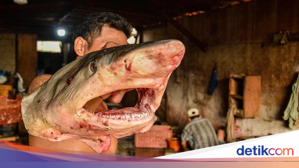 Olahan Limbah Hiu Tembus Pasar Asia Timur