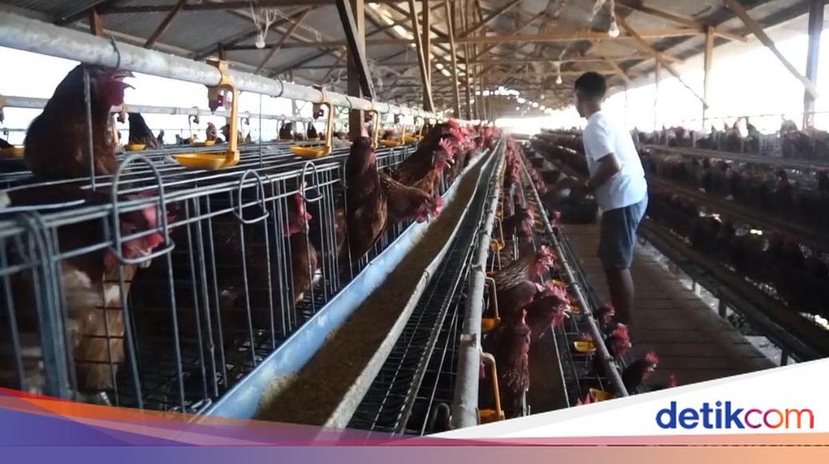Danantara Danai Hilirisasi Ayam Rp5 Triliun – Enam Daerah Target