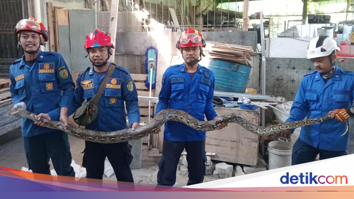 Sanca 3 Meter Ditangkap Saat Ngumpet di Belakang Rumah Warga Bantul