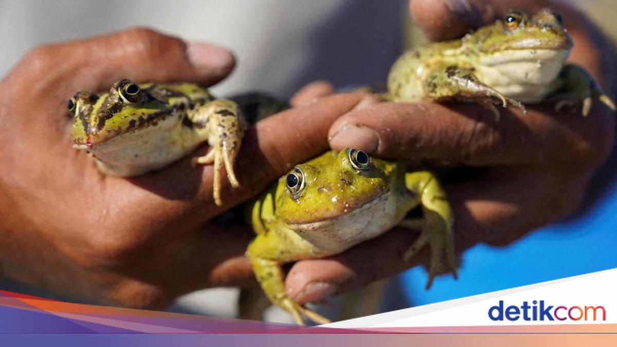 Peternakan Katak Jadi Harapan Baru Ekonomi Pedesaan