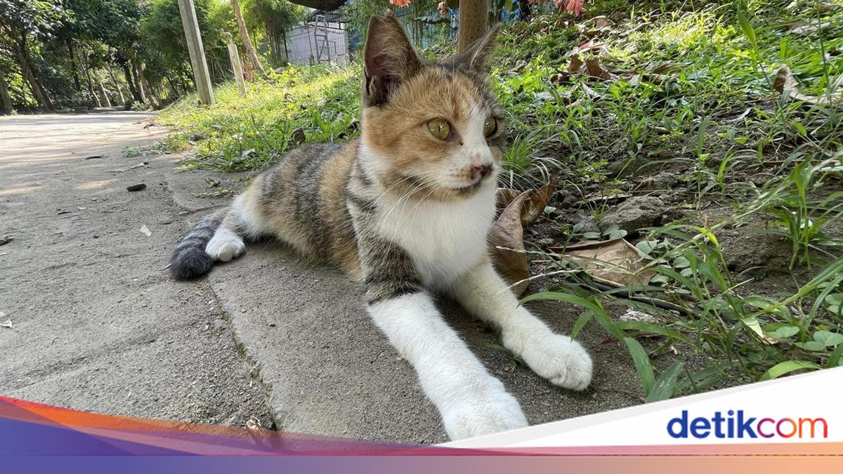 Kalau Benar Bikin Sedih, Dari Sinikah Asal Usul Kucing Liar Wisdom Park UGM?
