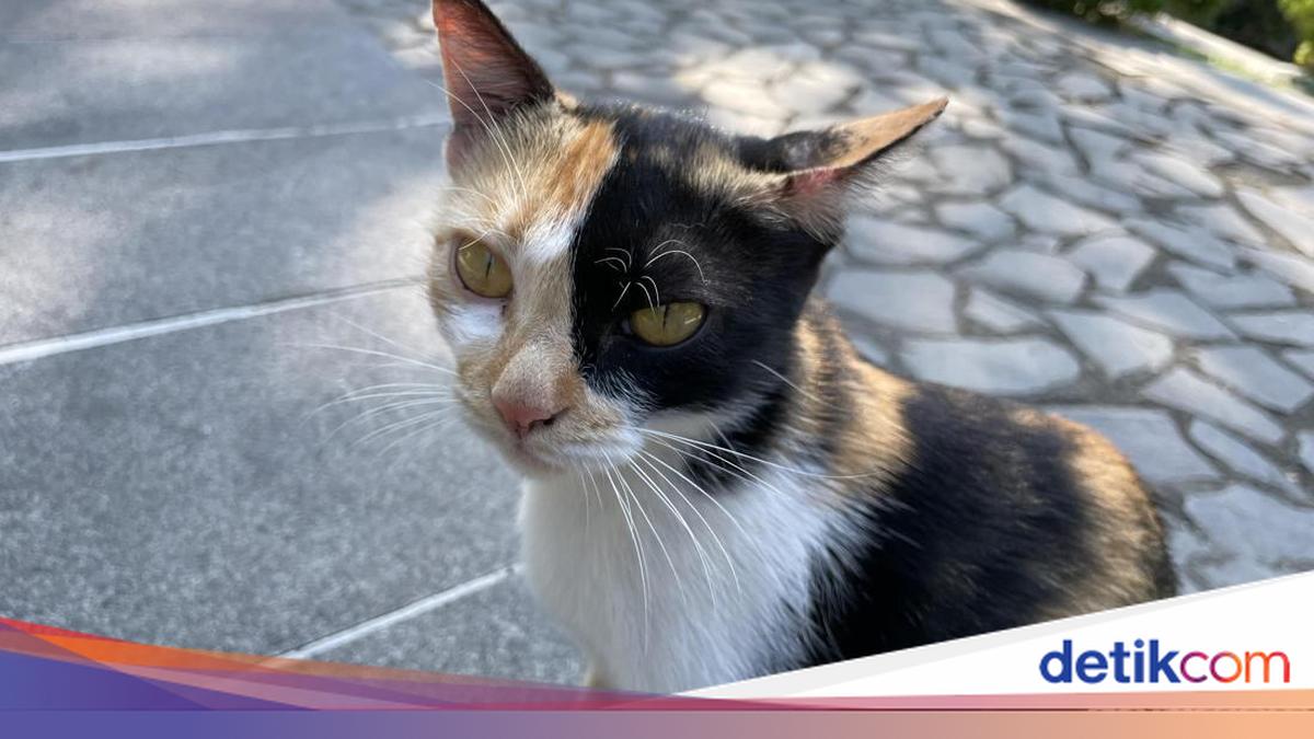 Kucing-kucing di Wisdom Park UGM Disebut Buangan, Begini Hasil Pantauan CCTV