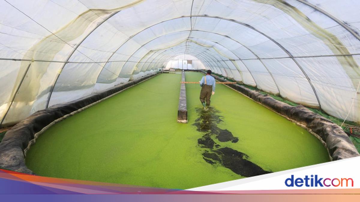 Eceng Gondok dan AI Jadi Harapan Baru Ketahanan Pangan Dunia