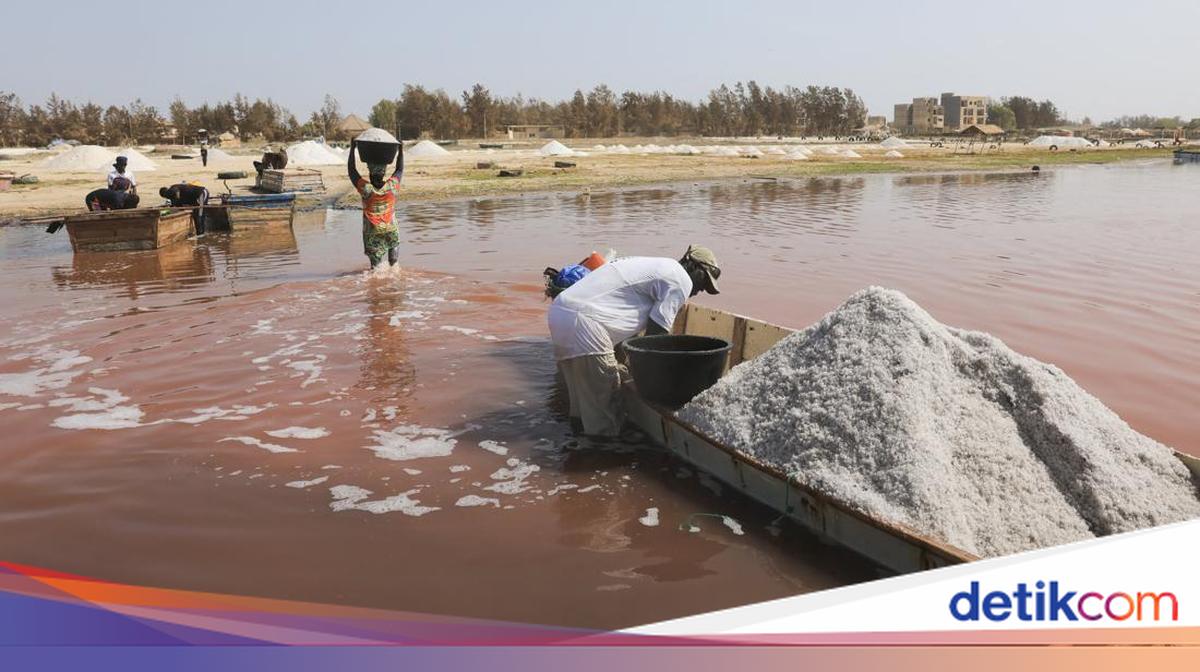 Mengais Emas Putih Dari Danau Pink Ikonik