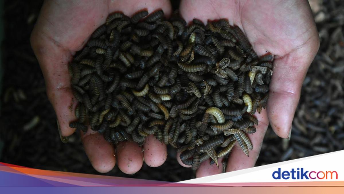 Budidaya Magot Ubah Limbah Organik Jadi Pakan Bernilai Ekonomi
