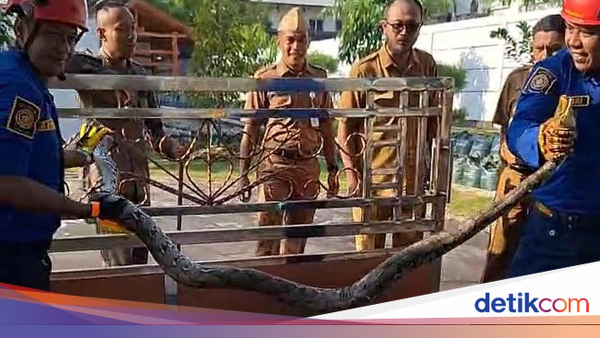 Ular Sanca Nyelonong di Depan Rumdin Bupati Gunungkidul Picu 3 Motor Tabrakan