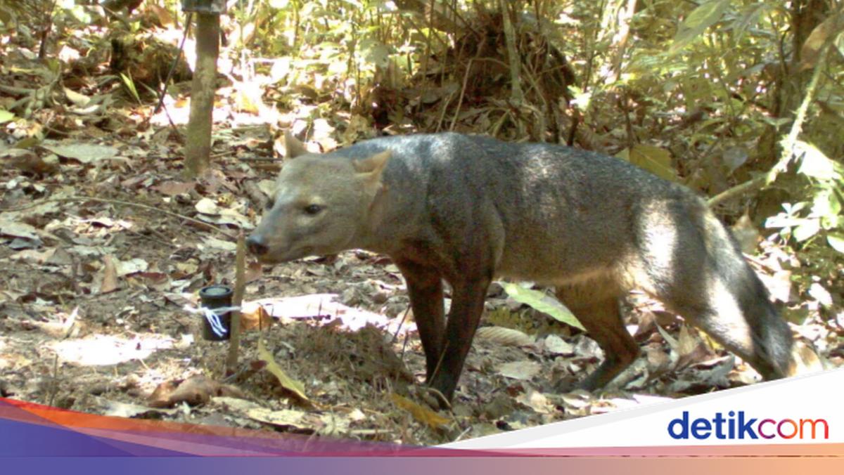 Misteri Anjing Hantu Amazon Terkuak Setelah 25 Tahun Penelitian