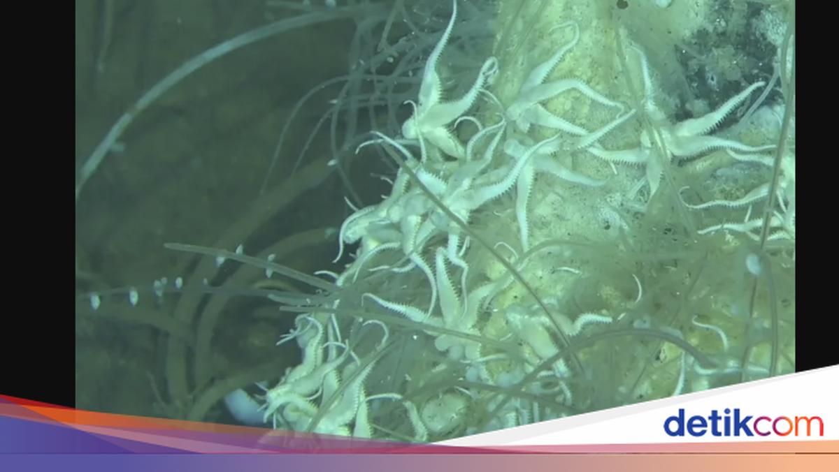 Heboh Penemuan Kuburan Jutaan Paus di Dasar Samudra Hindia