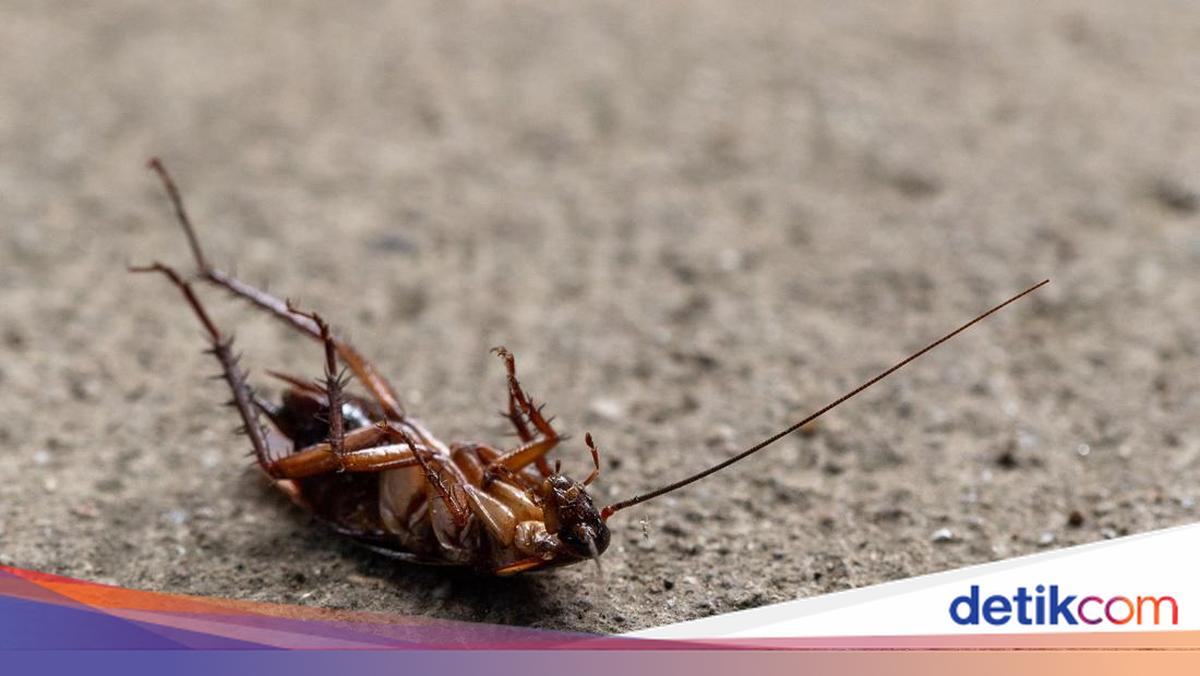 Kecoa Binatang Terbersih di Dunia Mitos atau Fakta? Ini Penjelasannya!