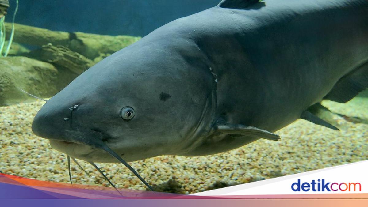 Lele Jumbo Meresahkan, Pemerintah Kasih Insentif Untuk Membasminya