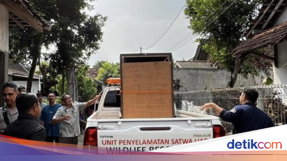 Viral Seekor Kasuari Berkeliaran di Permukiman Ngaglik Sleman