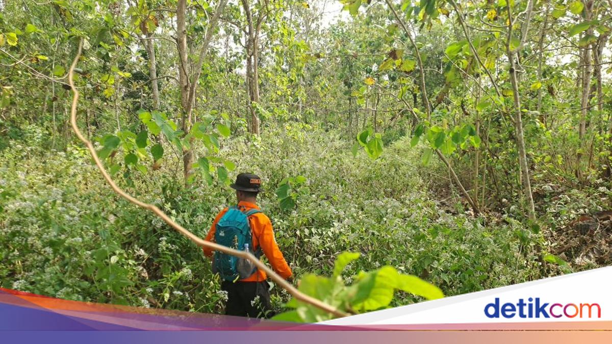 Pamit ke Rumah Anak Jalan Kaki, Mbah Bajiyo Hilang di Hutan Selorejo