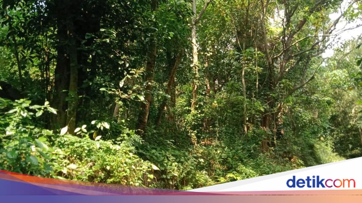 Cerita Warga soal Kampung Mati di Prambanan Sleman Kini bak Hutan Angker