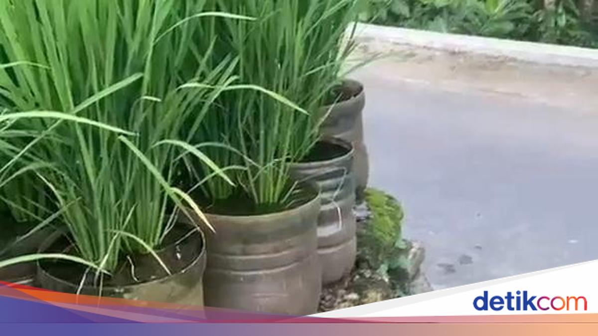 Enaknya Tanam Padi di Galon Bekas Kata Pak Dukuh: Tak Perlu Macul
