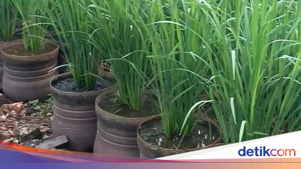 Cerita Pak Dukuh di Wonosari Berburu Galon Bekas buat Tanam Padi hingga Jogja