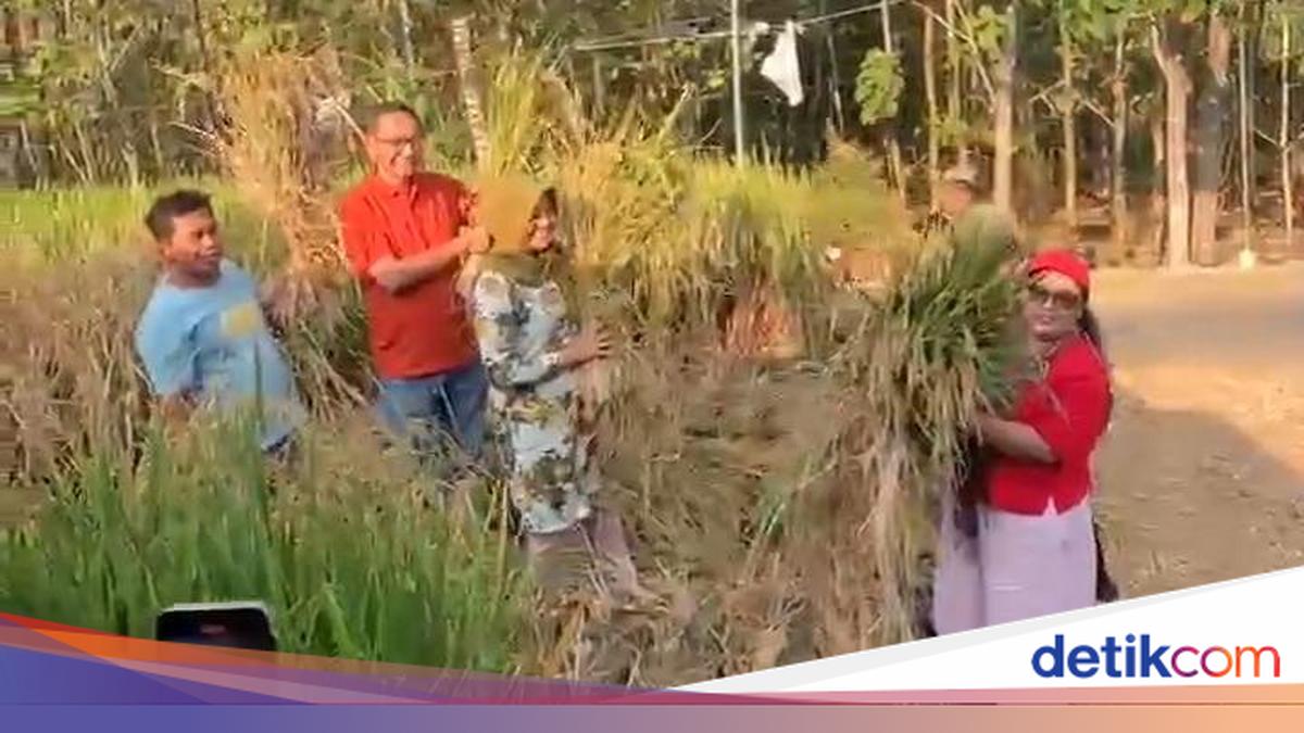 Inspiratif! Pak Dukuh di Wonosari Sulap Galon Bekas Jadi Media Tanam Padi