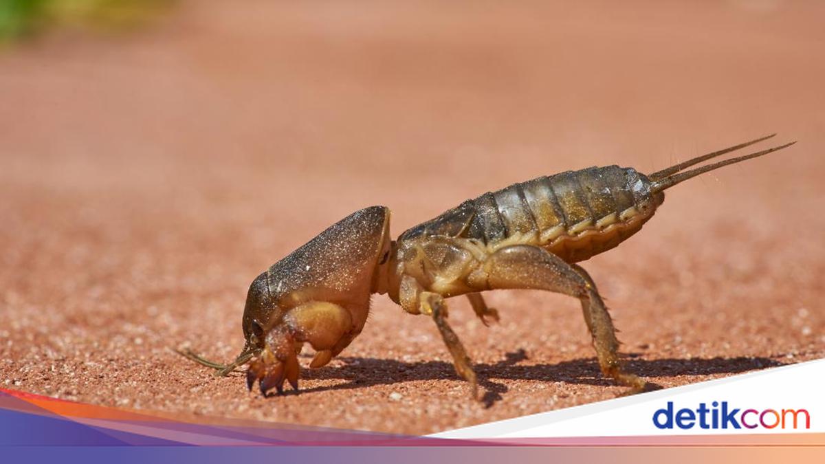 Apakah Gigitan Orong-orong Berbahaya? Cari Tahu Bekas dan Cara Mengobatinya