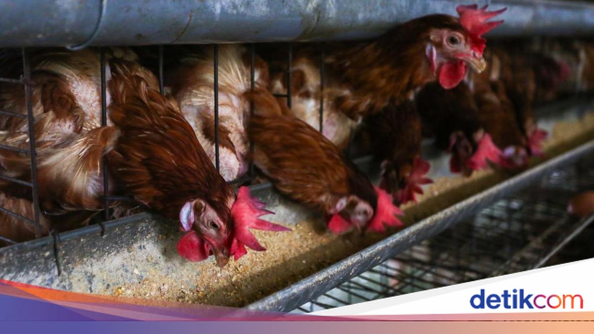 Ada Ayam Afkir Murah di Halaman Kantor DPKP DIY, Ini Jadwalnya