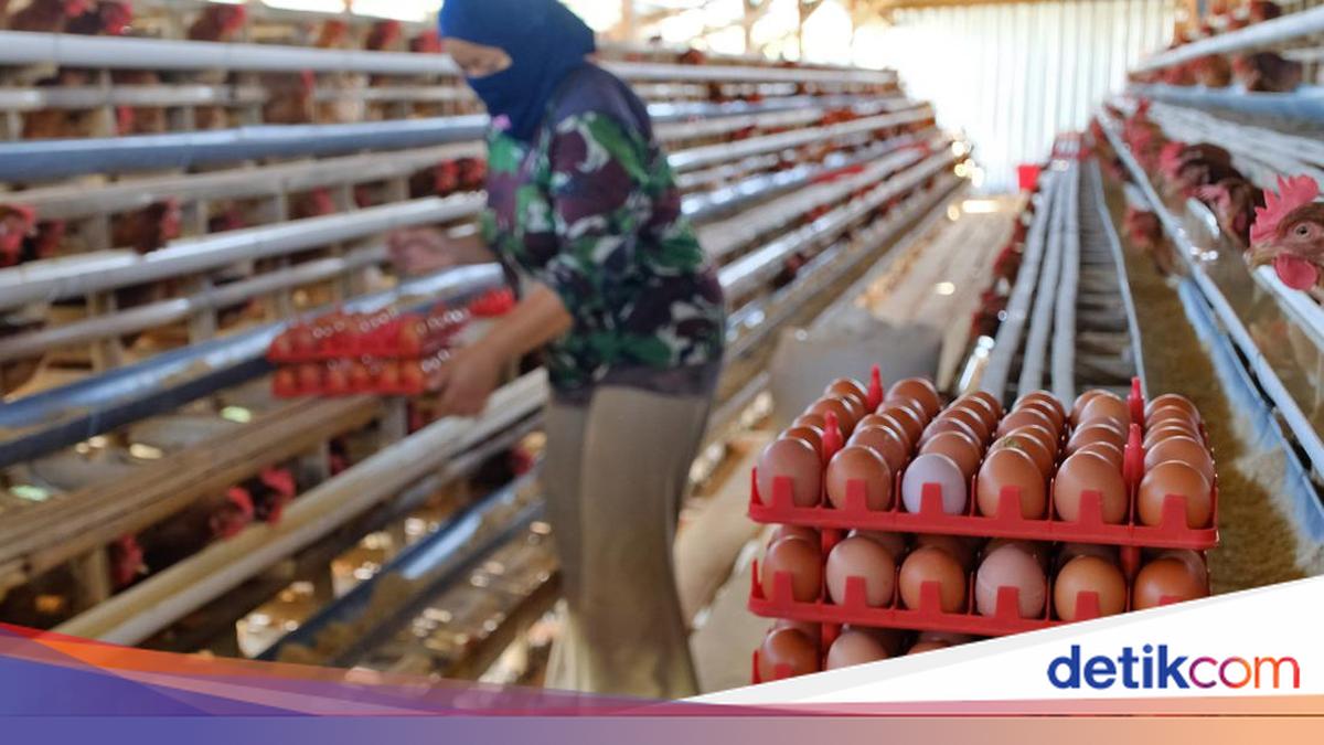 Mentan Jaga Harga Pakan, Dapur MBG Wajib Serap Telur