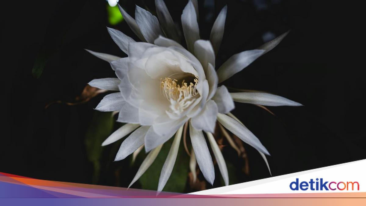 Bunga Wijaya Kusuma dan Sedap Malam Sama atau Beda? Cari Tahu 5 Mitosnya!