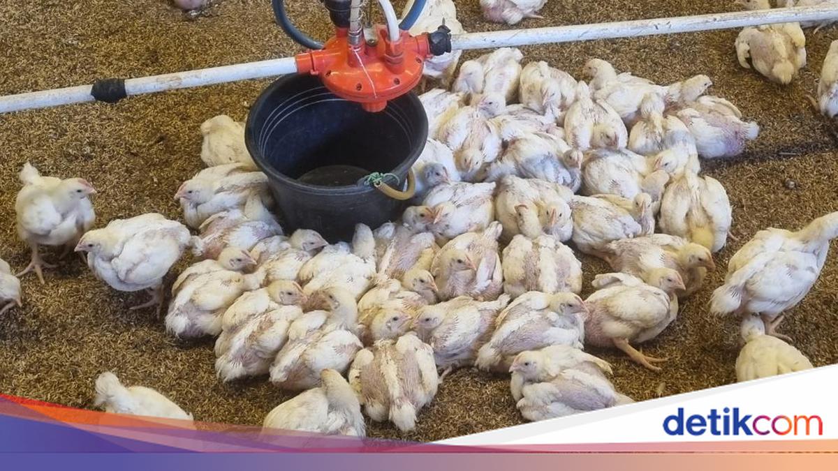 Keluh Kesah Peternak Usai Harga Ayam-Telur Anjlok Imbas MBG Libur