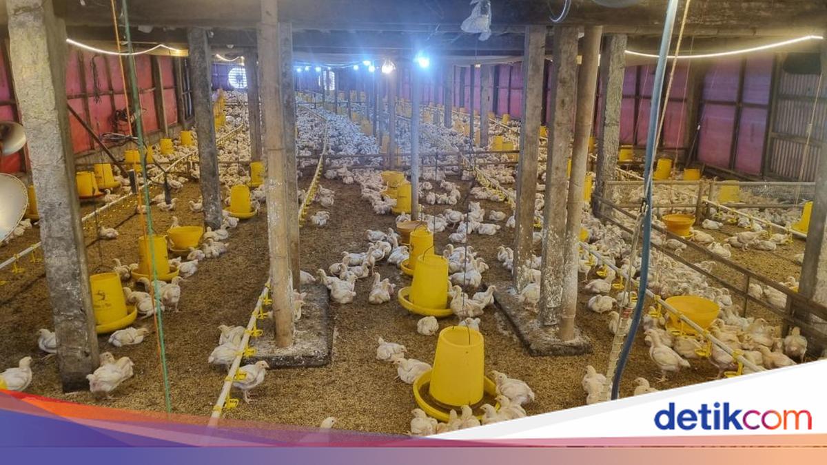 MBG Libur, Harga Ayam Hidup di Gunungkidul Anjlok Jadi Rp 17 Ribu/Kg
