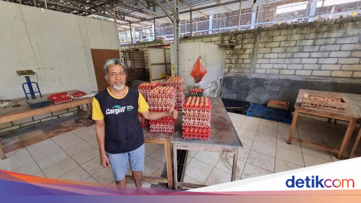 Peternak Gunungkidul Sambat Pakan Mahal Saat Telur Anjlok Imbas MBG Libur