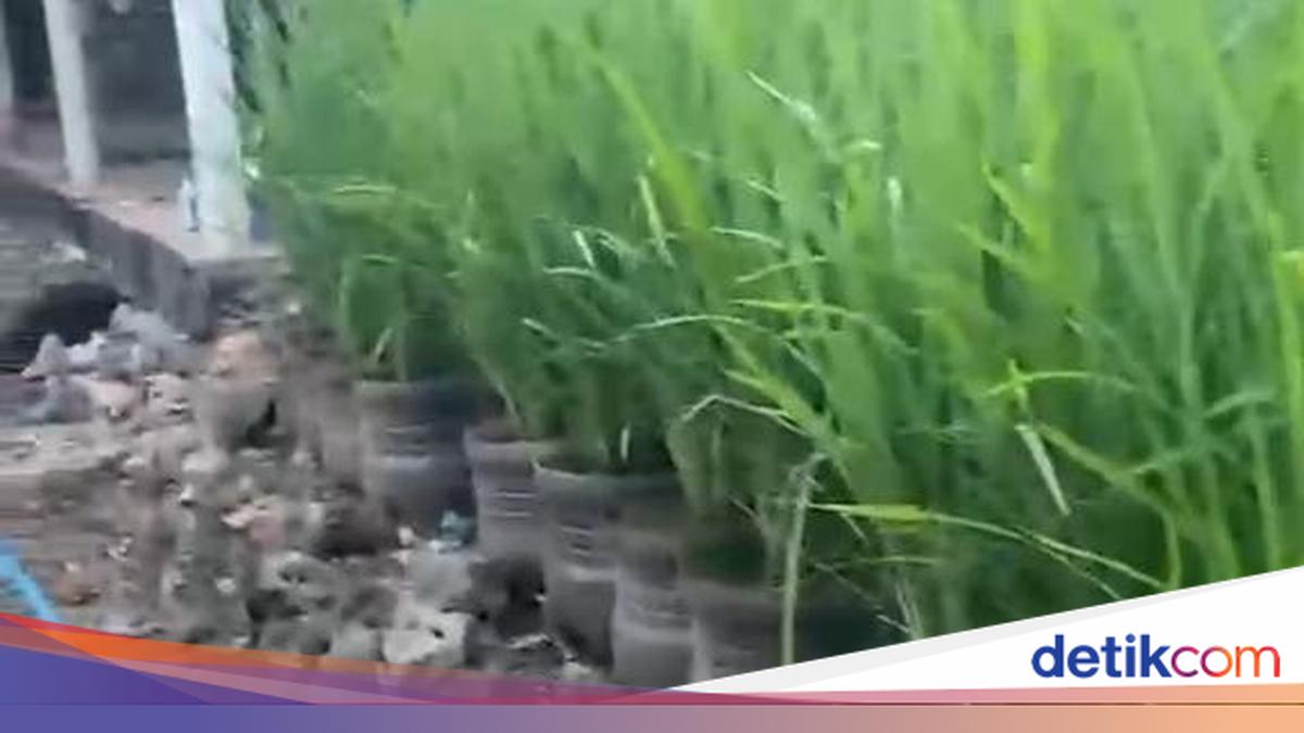 Siasat Hemat Pak Dukuh 'Galon' Gunungkidul Bertanam Padi Tanpa Sawah dan Cangkul