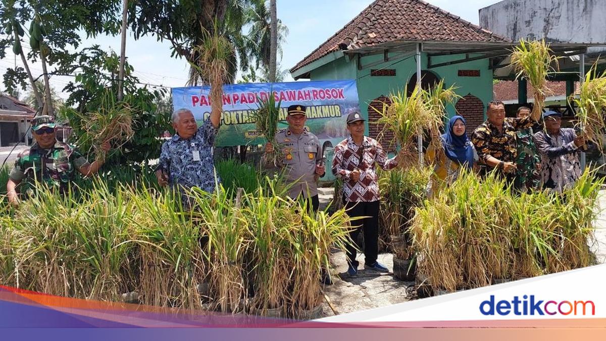 Penampakan 'Sawah Rongsok' Mbah Suhan di Gunungkidul, Irit Biaya-Anti Ribet