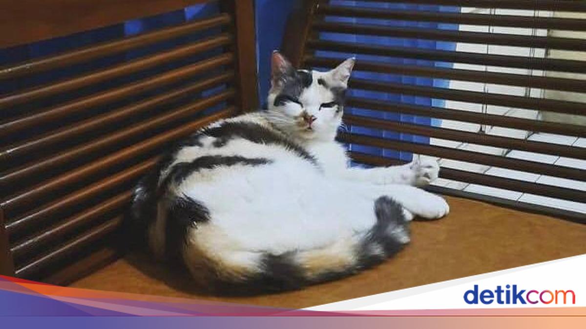 Puluhan Kucing Jogja Ramai-Ramai Jadi Anggota Muhammadiyah, Messi yang Pertama