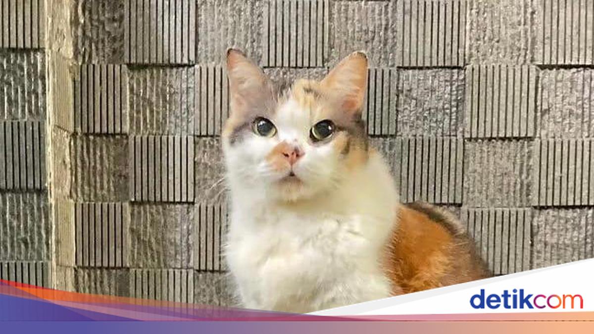 Alasan Kucing di Jogja Pemilik KTA Muhammadiyah Dinamai Messi