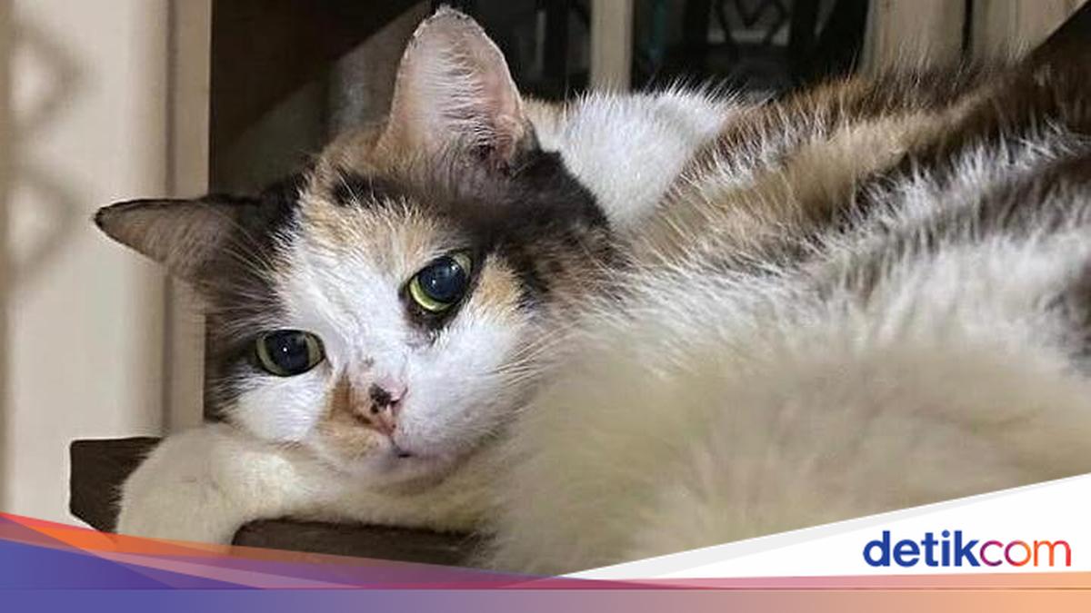 Alasan Muhammadiyah Bagikan Kartu Anggota buat Kucing