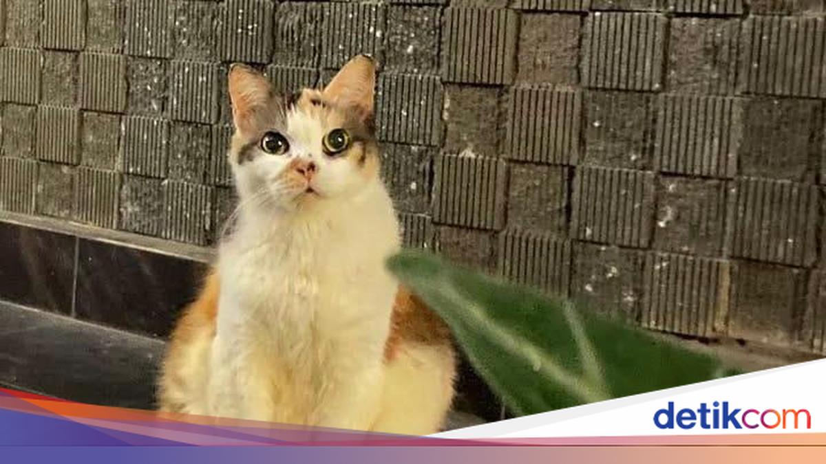 Ini Messi, Kucing Cantik Anggota Muhammadiyah