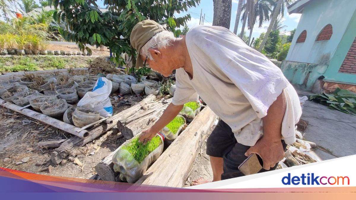 Tips Mbah Suhan Tanam Padi Pakai Ratusan Galon di Daerah Tandus