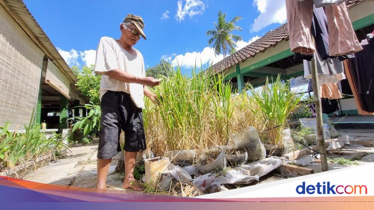 Anti Ribet! Sawah dari Galon-Kaleng di Ponjong Lebih Mudah Pantau Hama