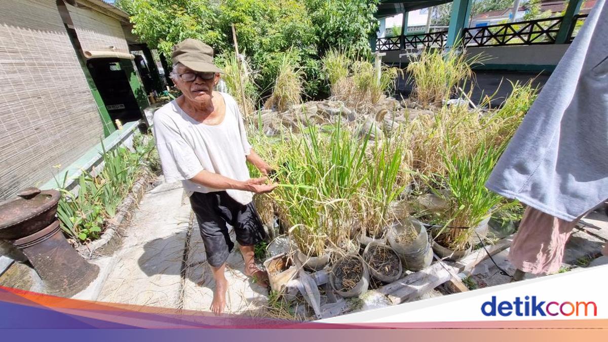 Awal Mula Ide Mbah Suhan Bikin 'Sawah Rongsok' di Gunungkidul