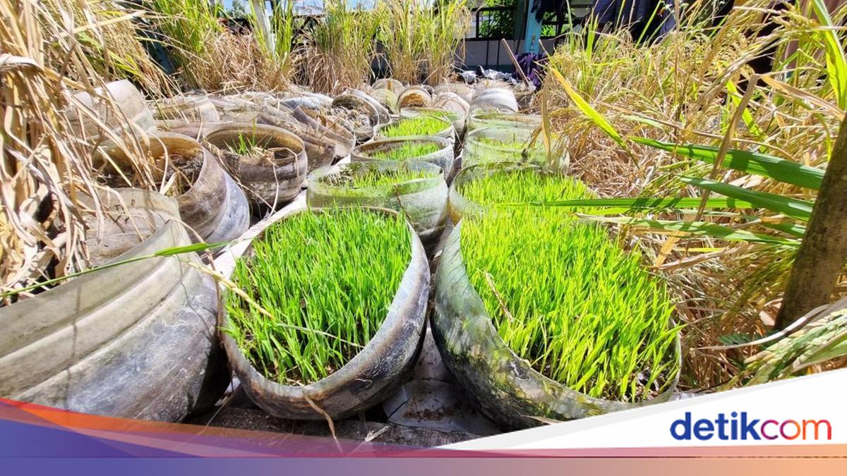 Hijaunya Padi Sawah Rongsok Mbah Suhan di Ponjong Gunungkidul
