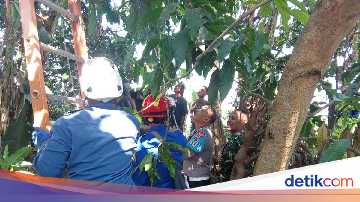 Kakek di Pundong Bantul Tewas Kesetrum Saat Potong Ranting untuk Ternak