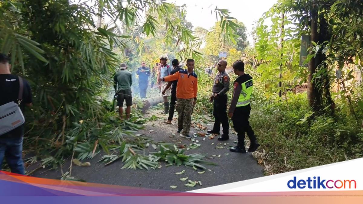 Duh! Pemotor Tertimpa Pohon Tumbang di Turi Sleman