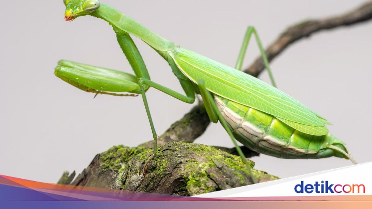 Belalang Sembah dan Kembara Itu Sama atau Beda? Begini Penjelasannya!