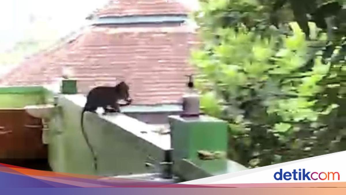 Duh! 3 Monyet Lepas dari Ibarbo, Kini Berkeliaran di SMPN 1 Sleman