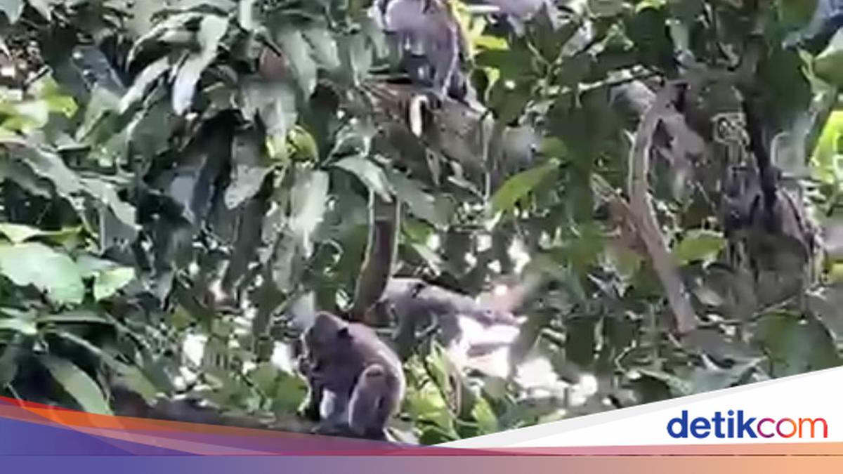 Upaya Memburu Monyet Ibarbo yang Lepas di SMPN 1 Kalasan