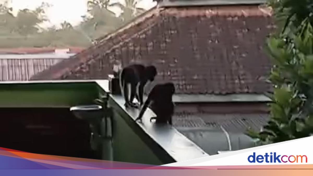 Monyet Lepas dari Ibarbo Keliaran di SMP-Permukiman, Petugas Pasang Perangkap