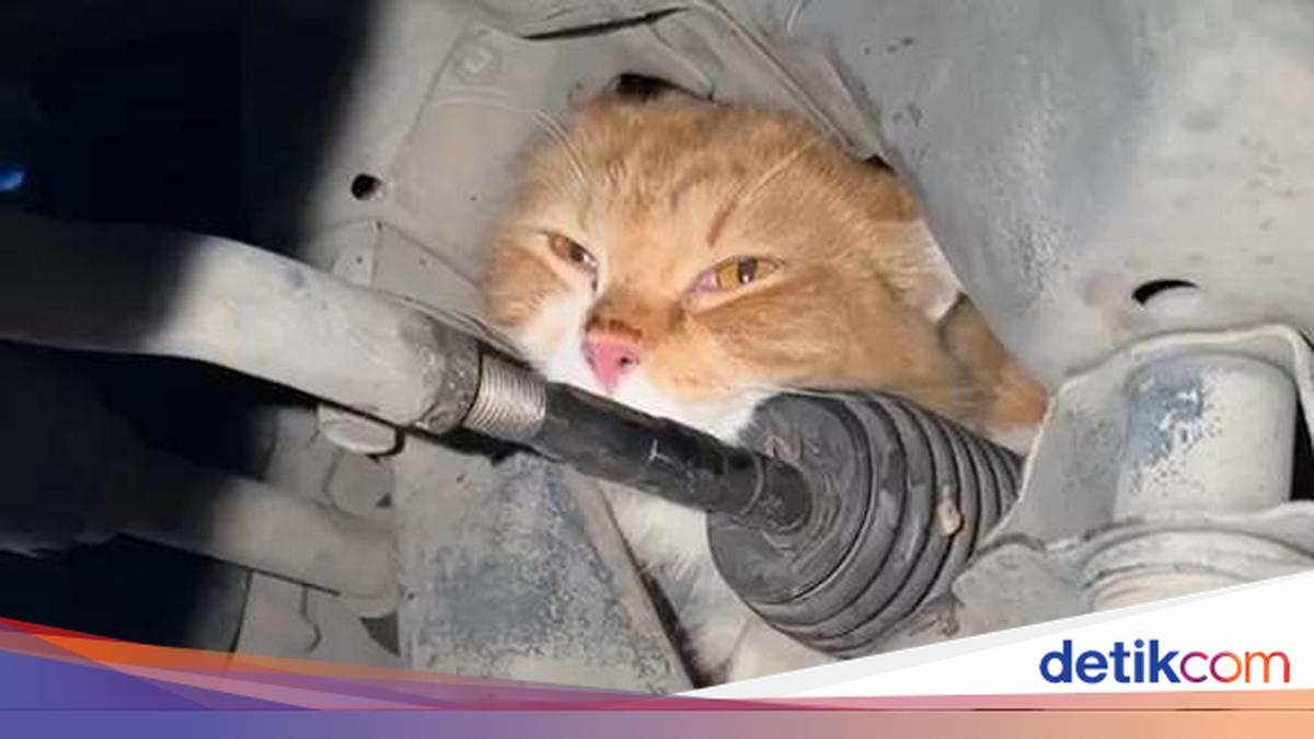 Aksi Dramatis Evakuasi Kucing Oyen Terjebak Kap Mobil di Bantul