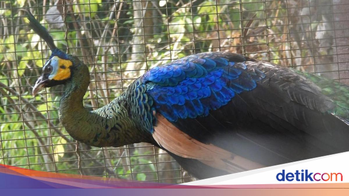 Momen Warga Pajangan Bantul Evakuasi Merak Lemas Kelaparan